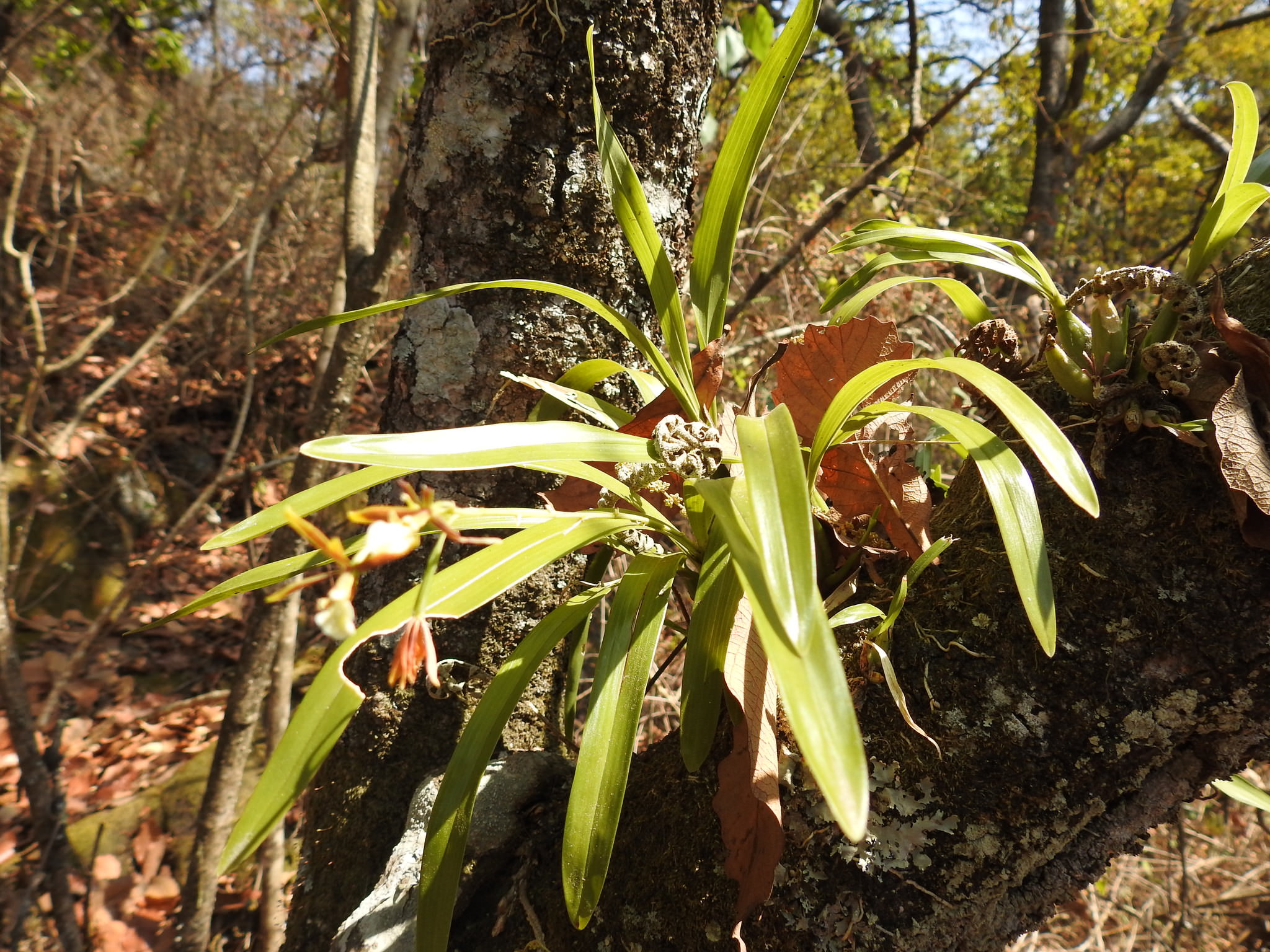 Prosthechea linkiana